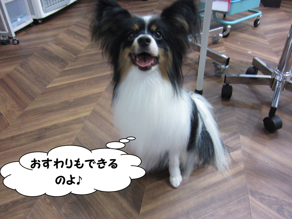 おすわり笑顔パピヨン