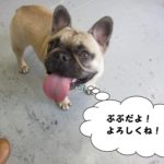 笑顔フレンチブルドッグ