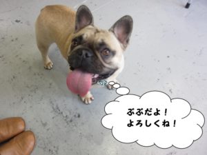 笑顔フレンチブルドッグ