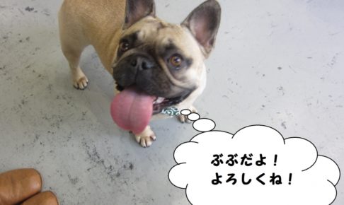 笑顔フレンチブルドッグ