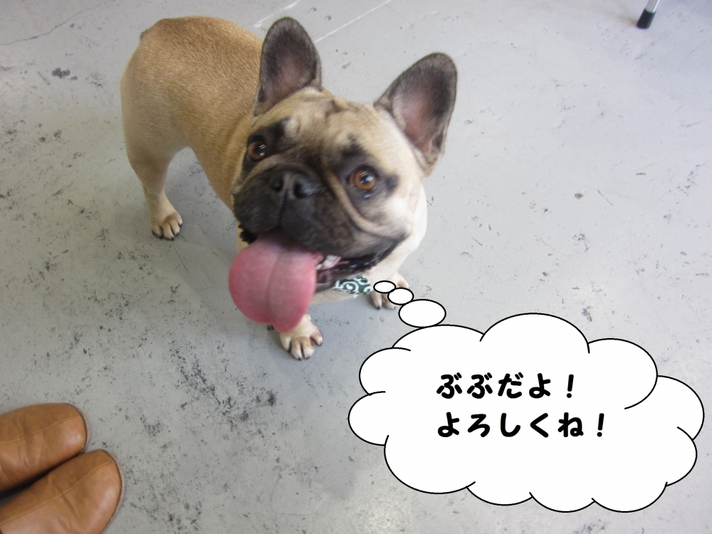 笑顔フレンチブルドッグ