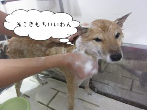 シャンプー中柴犬