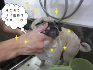 シャンプー中パグ