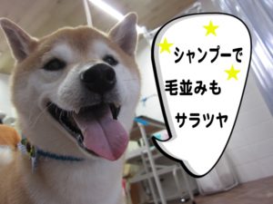 施術後柴犬