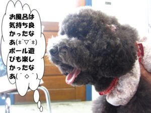 施術後トイプードル