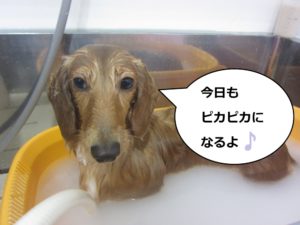 スパ中ミニチュアダックス