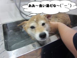 スパ中柴犬