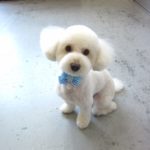 おすましトイプードル