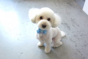 おすましトイプードル