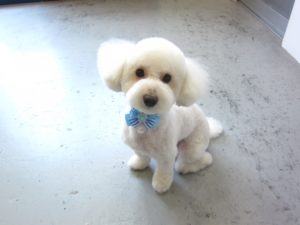 おすましトイプードル