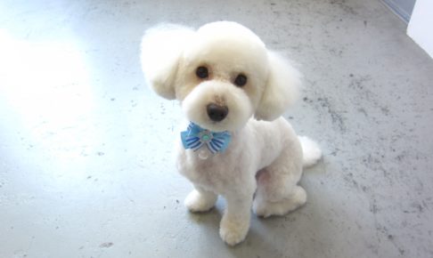 おすましトイプードル