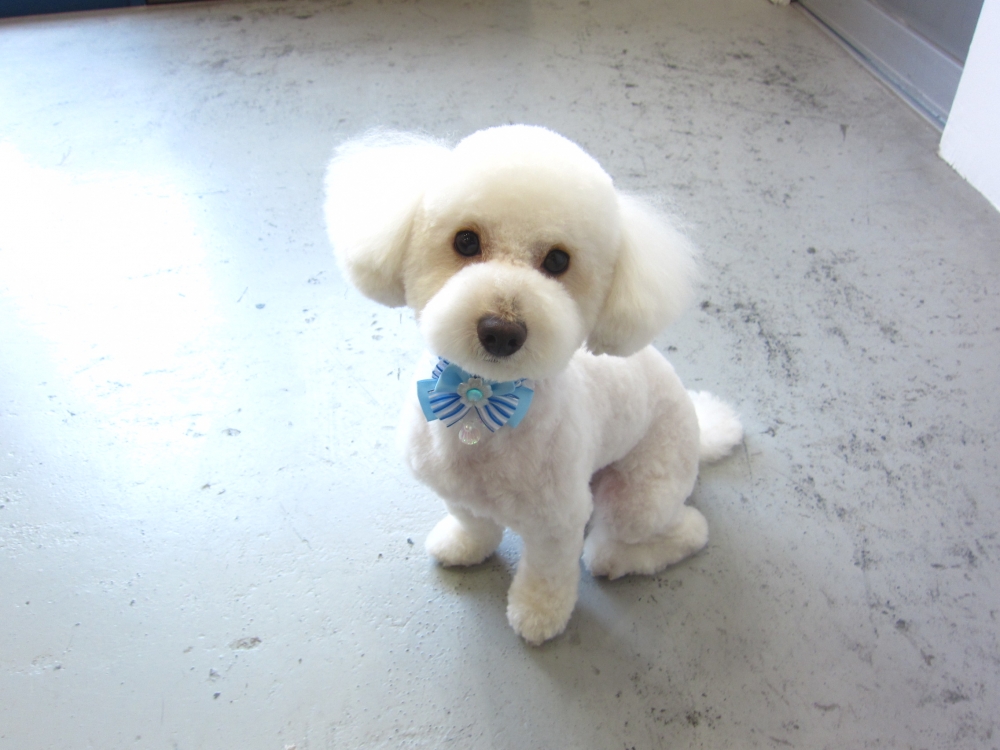 おすましトイプードル