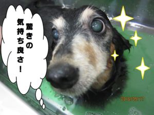 スパ中ミニチュアダックス