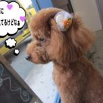 横顔トイプードル