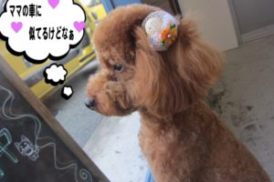 横顔トイプードル