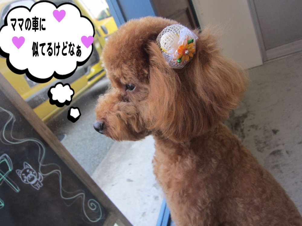 横顔トイプードル