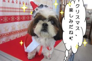 サンタさんシーズー