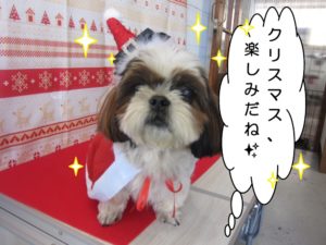 サンタさんシーズー