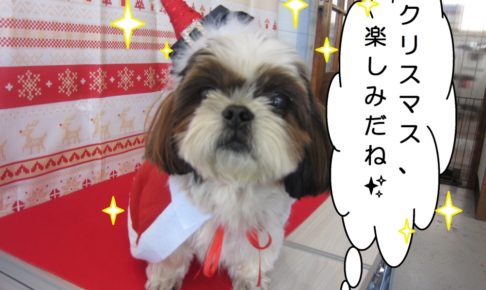 サンタさんシーズー