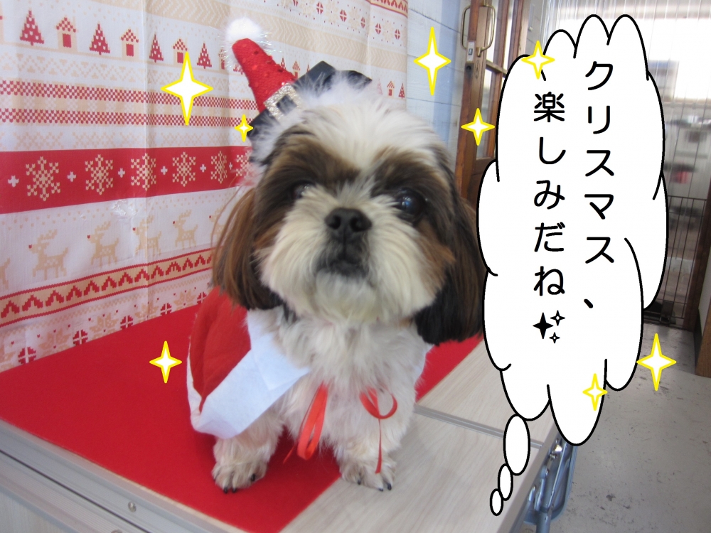 サンタさんシーズー