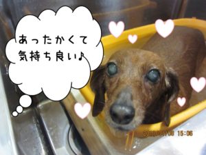 スパ中ミニチュアダックス