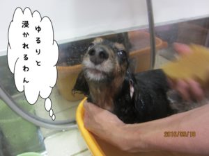 スパ中カニンヘンダックス