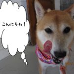 舌ペロ柴犬