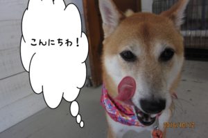 舌ペロ柴犬