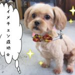 おすわりミックス