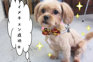 おすわりミックス