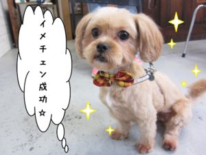 おすわりミックス