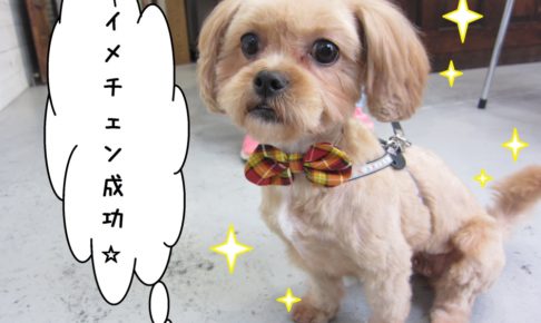 おすわりミックス