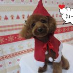 サンタさんトイプードル