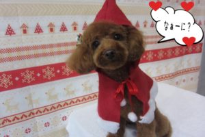サンタさんトイプードル