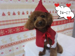 サンタさんトイプードル