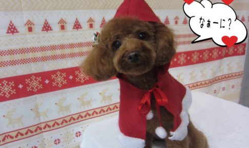 サンタさんトイプードル