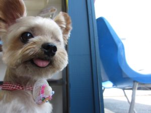 施術後ヨーキー