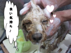 シャンプー中トイプードル