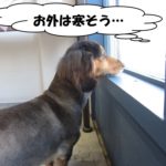 窓際ミニチュアダックス
