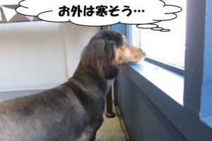 窓際ミニチュアダックス