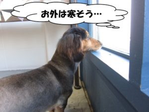 窓際ミニチュアダックス