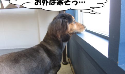 窓際ミニチュアダックス