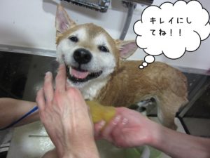 シャンプー中柴犬