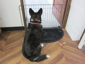 施術後コーギー