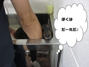 スパ中カニンヘンダックス