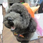 ハロウィントイプードル