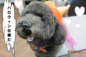 ハロウィントイプードル