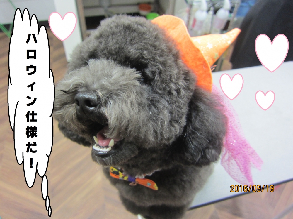ハロウィントイプードル