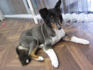 施術後シェルティー