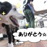 笑顔ボーダーコリー